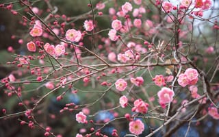 Картинка ветки, природа, весна, парк, сакура, Япония, Синдзюку-гёэн, цветение