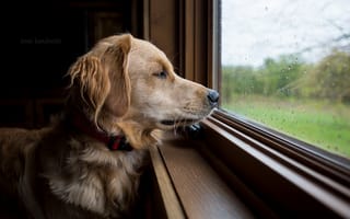 Картинка собака, окно, друг, взгляд