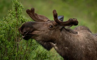 Картинка взгляд, морда, портрет, лось, кусты, рожок