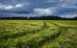 Картинка дорога, поле, колея, колосья, лес, ржаное поле, тучи, рожь