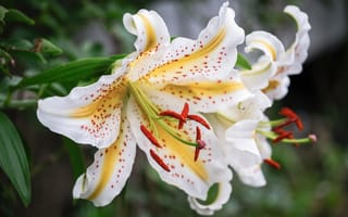 Картинка макро, лилии, белые, с желтым, тычинки, в крапинку, лепестки