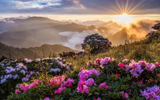 Картинка утро, цветы, горы