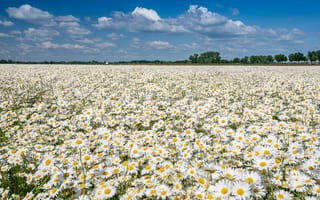 Картинка лето, цветы, много, ромашковое поле, луг, ромашки