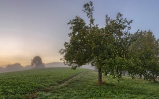 Картинка туман, яблоки, сад, яблоня
