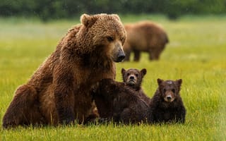 Картинка трава, медведь, медвежонок, семейство, медведица
