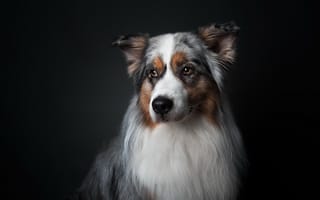Картинка друг, портрет, собака