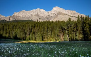 Картинка лес, небо, вершины, скалы, поляна, цветы, вид, горы