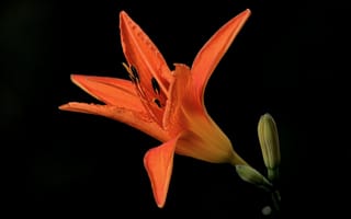 Картинка цветок, темный, лилия