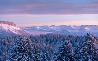Картинка лес, горы, Франция, ели, Savoie, Горы Бож, Савойя, Bauges Mountains, France