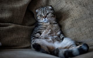 Картинка кошка, котейка, релакс, Шотландская вислоухая кошка, отдых, Скоттиш-фолд, кот, котэ, расслабон