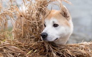 Картинка трава, собака, морда, Акита-ину
