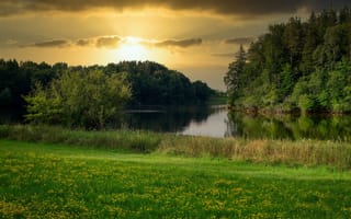 Картинка зелень, лес, озеро, лето, цветы, трава, закат, берег