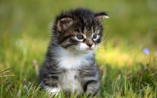 Картинка трава, пушистый, сидит, котёнок