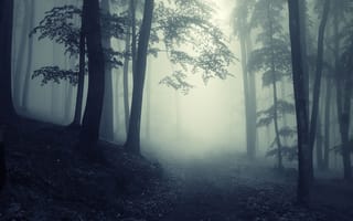 Картинка жуткий, deep, forest, foggy, туман, пейзаж, creepy, landscape, road, nature, деревья, леса, туманный, дорога, природа, misty, trees, глубокие