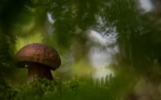 Картинка лето, природа, гриб