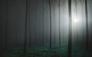 Обои лес, forest, туман, fog, Luca Rebustini