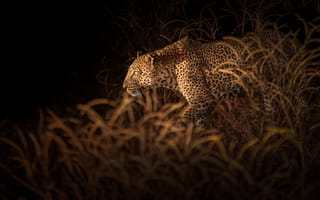 Картинка растительность, vegetation, leopard, Richard Liu, леопард