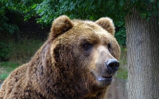 Картинка взгляд, морда, медведь, деревья, мишка, портрет