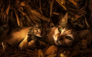 Картинка кошка, взгляд, морда, сено, малыш, котёнок, мама