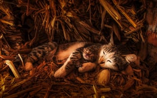 Картинка кошка, взгляд, сено, котёнок, свет, малыш, солома, лежит