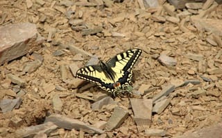 Картинка Animal, the butterfly, beautiful butterfly