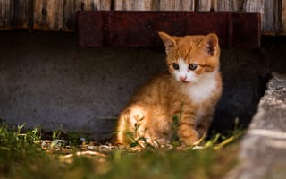 Картинка кошка, взгляд, рыжая, бетон, свет, котёнок, сидит