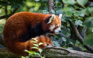 Картинка взгляд, листья, сидит, красная панда, природа, профиль, бревно, ветки