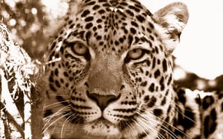 Картинка дикие кошки, морда, леопарды, морды хищники