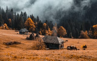 Картинка осень, ферма, природа, туман