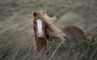Картинка природа, конь, ветер