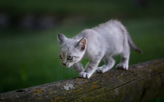 Картинка кошка, природа