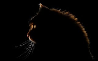 Картинка глаза, glow, кот, cat, Antonio Grambone, mustache, eyes, свечение, усы