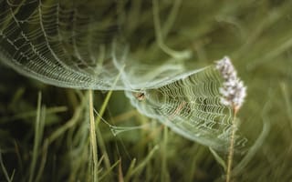 Картинка лето, трава, паук, паутина