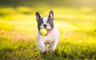 Картинка французский бульдог, бульдог, мячик, собака