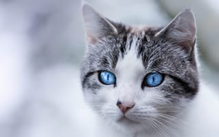 Картинка кот, портрет, взгляд, мордочка, голубые глаза, кошка