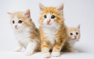 Картинка Норвежская лесная кошка, рыжие, котята, троица