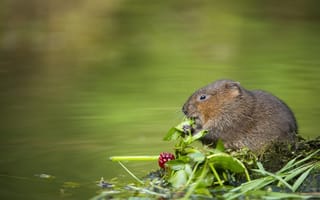 Картинка ягоды, берег, водяная крыса, водоем, мышь, водяная, водяная полёвка, крыса