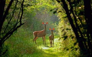 Картинка лес, Висконсин, белохвостый олень, США