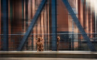 Картинка собаки, dogs, движение, Heike Willers, bridge, movement, мост