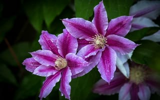 Картинка листья, капли, цветы, сиреневые, клематис