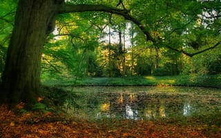 Картинка пруд, дерево, парк