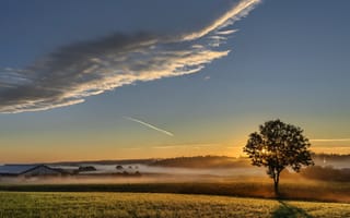 Картинка поле, туман, дерево, закат