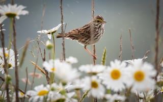 Картинка цветы, белые, боке, луг, соловей, дождь, ромашки, стебель
