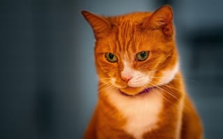 Картинка кот, котейка, рыжий, портрет, мордочка