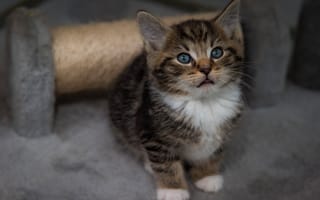 Картинка кошка, поза, когтеточка, голубоглазая, малыш, серый с белым, котёнок, сидит