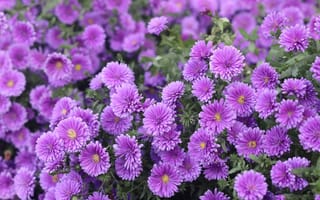 Картинка цветы, сад, астры, сиреневые, много, кусты