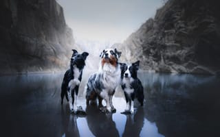 Картинка собаки, Австралийская овчарка, Бордер-колли, Аусси, горы, троица, трио, озеро