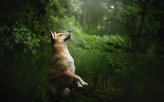 Картинка собака, друг, взгляд, природа