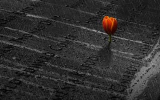 Картинка память, дождь, memory, тюльпан, tulip, rain, Ibrahim Nabeel