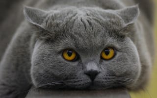 Картинка кот, Британская короткошерстная кошка, взгляд, мордочка, котейка